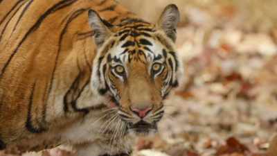 And its not long before she's back, - Dynasties