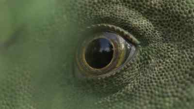 And not to run. - Prehistoric Planet