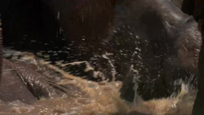 And nothing makes an elephant happier - Chasing the Rains