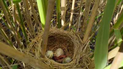 And now, after 11 days, - Wild Babies