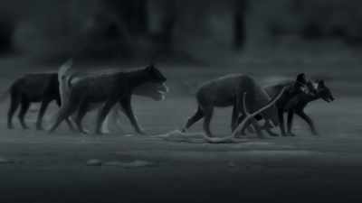 And now, 15 hyenas are tracking them. - Dynasties