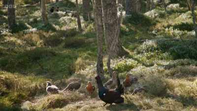 ..and now a combination of
disturbance, - Wild Isles
