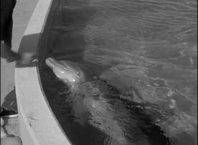 And now, for a finale,
Flippy will raise the flag. - Revenge of the Creature