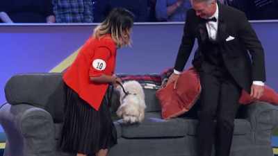 And now Biff has to begrudgingly
come off the couch - 2022 American Rescue Dog Show