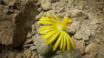 And now, it blooms. - The Green Planet