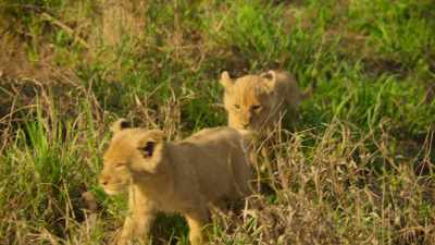And now her brothers' overconfidence - Wild Babies