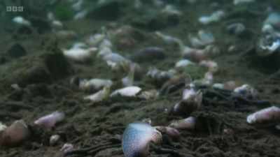 And now they can start hoovering the seabed once more. - Wild Isles