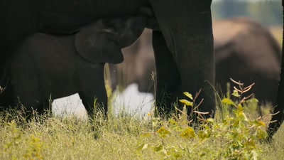 'And now this four-month-old baby - A Year on Planet Earth