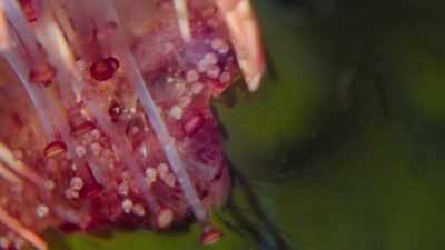 And now I know how the helmet shell
is connected to the urchin - My Octopus Teacher