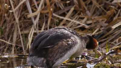 And now it's ready
for some fertilized eggs. - Wild Nordic