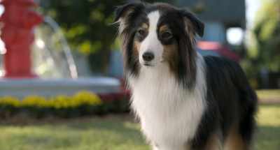 And now that Jenna's spending
so much time with Bella, - Strays