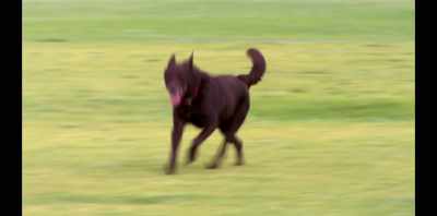 And now Koko's, you know,
almost back to normal. - Koko: A Red Dog Story
