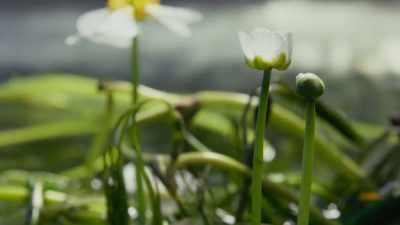 And now, of course,
they can get help from insects. - The Green Planet