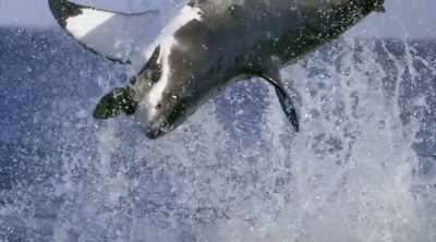 And now we see another
hunting tactic. - Shark Attack Files