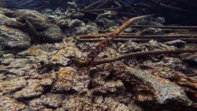 And now the coral, the algae,
and stuff is all starting to - Protecting Paradise: The Story of Niue