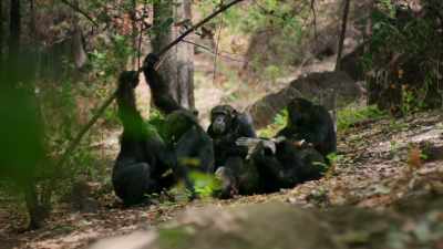 And now as the dry season begins, - Dynasties