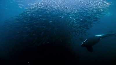 And now the orca deploy
their special weapon. - Blue Planet II