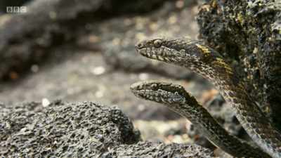 ..and now the snakes are
on the alert. - Planet Earth: A Celebration