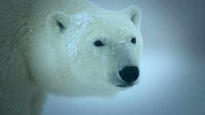 And now there's less sea ice
due to climate change. - Super/Natural
