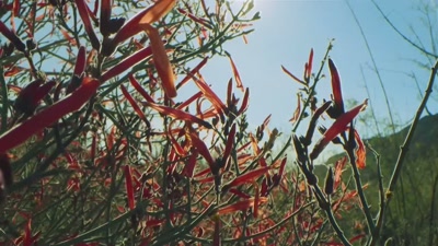 'And now these nectar-laden flowers - A Year on Planet Earth