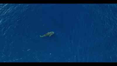 And she now turns that sense
to her advantage - Our Oceans