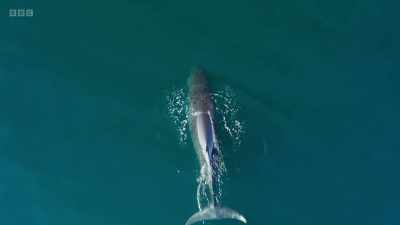 And obviously the wildlife on
the island changes continually, - Wild Isles