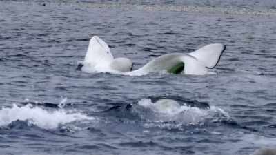 "And, of course, it's a birthing
ceremony as well." - Secrets of the Whales