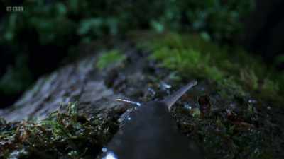 ..and on this damp night,
this slug is looking for a partner. - Wild Isles