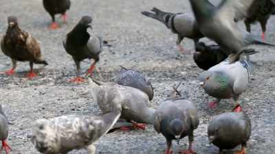 And is on quick alert if an
aerial predator is coming. - The Divided Brain