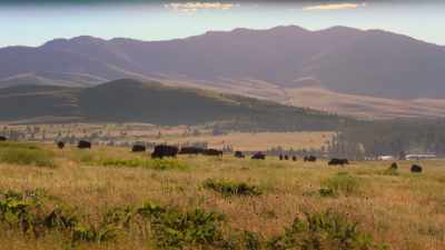 And on
the Flathead Reservation, - The American Buffalo