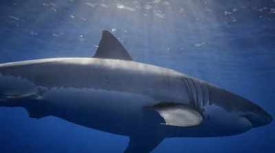 And one particular animal - Shark Attack Files