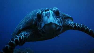And only 8% of the ocean
is currently protected. - Protecting Paradise: The Story of Niue