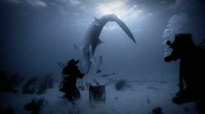 And only an expert like Eli
has the know-how to do it. - Shark Attack Files