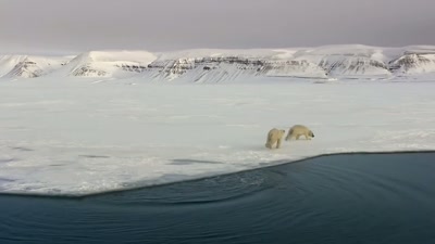 '..and she only has until spring
to prepare her cub... - A Year on Planet Earth