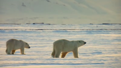 '..and opportunities
are thin on the ground. - A Year on Planet Earth