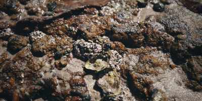 And oysters are a...
what you call a filter feeder, - Revealed: How to Poison a Planet