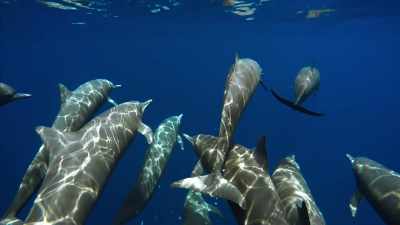 And patrolling this desert,
spinner dolphins. - Blue Planet II
