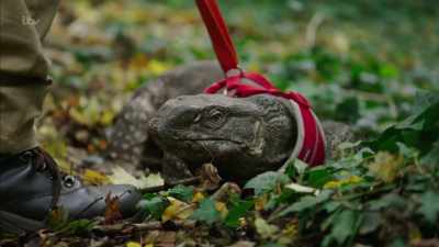 And people are just gonna see them - Britain's Tiger Kings - On the Trail with Ross Kemp