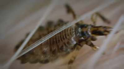 and pick off protein-packed parasites. - Super/Natural