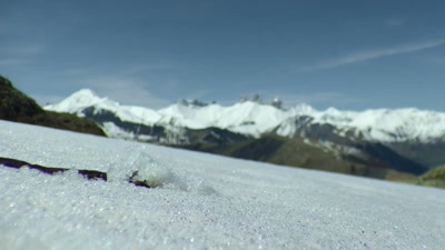 And pikas aren't the only ones
to thrive in spring. - A Year on Planet Earth