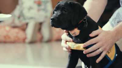 And we play
these sort of fun cognitive games - Inside the Mind of a Dog