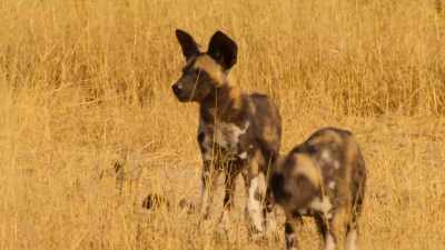 And even plucky Duma is not quite so sure. - Wild Babies