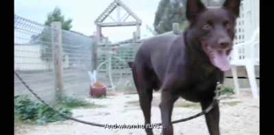 And she pointed out Koko. - Koko: A Red Dog Story