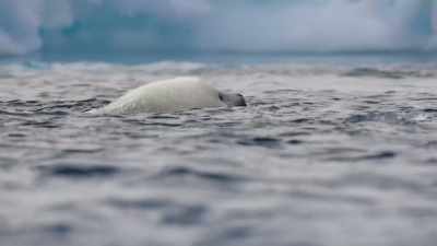 ...and practises swimming - Frozen Planet II