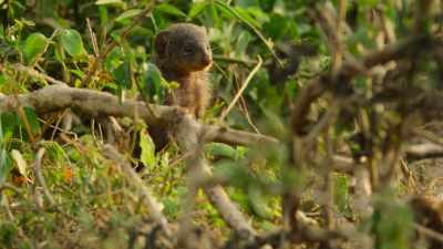 And predators aren't Quito's only threat. - Wild Babies