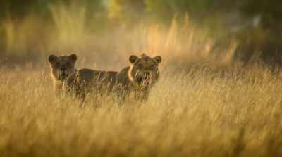 And presents an opportunity - Surviving Paradise: A Family Tale