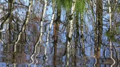 And preserved within this marshland, - Ancient Engineering