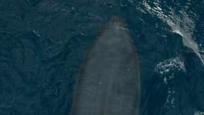 And this provides food
for the largest animal - Frozen Planet II