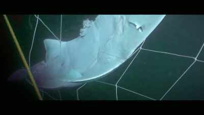 And this ray had humongous
bite marks out of it. - Envoy: Shark Cull