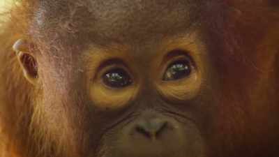 And reach dizzying heights. - The Secret Lives of Animals
